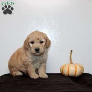 Callandra, Mini Goldendoodle Puppy